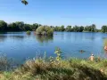 Sonniger Tag am Biebesheim See. Menschen genießen das kühle Wasser, umgeben von üppiger Vegetation und klarem Himmel.