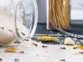 Mrówki uwielbiają cukier, ale jakiego zapachu nie lubią mrówki? Cytryna na stole, rozsypany cukier i chleb przyciągają te małe stworzenia.