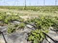 Młode maliny rosną na polu przykrytym agrowłókniną, z systemem nawadniania kropelkowego. To pokazuje, jak sadzić maliny na agrowłókninie.