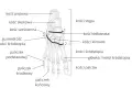 Schemat anatomiczny stopy z zaznaczonymi kośćmi: piętową, skokową, sześcienną, łódkowatą, klinowymi, śródstopia i palców.