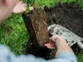 Sadzenie agrestu. Dłonie trzymają bryłę korzeniową sadzonki, gotową do umieszczenia w ziemi.