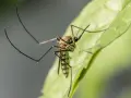 Un mosquito en una hoja verde. Aprende cómo evitar mosquitos en el jardín para disfrutar del aire libre sin picaduras.
