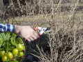 Wczesnowiosenne przycinanie agrestu. Dłoń z sekatorem usuwa suche gałązki, by krzew obficie owocował.