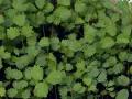 Frische, grüne Pimpinelle-Pflanzen, bereit für Salate. Ihr pimpinelle geschmack verfeinert jedes Gericht.