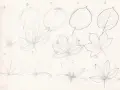 Étapes d'un dessin feuillage facile : esquisses de feuilles de différentes formes, de simples cercles à des formes lobées et dentelées.
