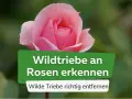 Eine zarte rosa Rose im Fokus. Ein grünes Banner erklärt, wie man **Wildtriebe an Rosen** erkennt und wilde Triebe richtig entfernt.