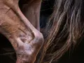 Gros plan sur le jarret d'un cheval brun, montrant la musculature et la crinière. Une légère entorse au jarret du cheval est visible.
