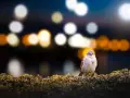 Un gorrión posado en un arbusto, con luces de ciudad desenfocadas al fondo, un ejemplo de la **contaminación lumínica** que afecta a la fauna urbana.