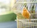 Kiedy kanarek śpiewa? Odkryj, co wpływa na jego śpiew