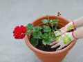 Händer med blomstrande handskar planterar en röd pelargon. Snart är det dags för pelargon vattning.