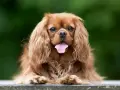 Uroczy pies rasy Cavalier King Charles Spaniel z długą, falującą sierścią i wystawionym językiem, siedzi na ławce na tle zieleni.