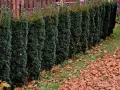 Gęsty żywopłot z ciemnozielonych roślin iglastych, idealny na żywopłot, otoczony opadłymi, brązowymi liśćmi.