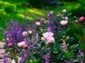 Vårblommor ute i en lummig trädgård. Rosa pioner blommar bland lila lavendel.