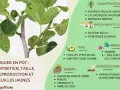 Gros plan sur un figuier (ficus carica) en pot, avec des feuilles vertes et des fruits immatures. Le texte explique son entretien.