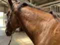 Gros plan sur le cou d'un cheval brun montrant des bosses sur la peau, suggérant une maladie de peau cheval.