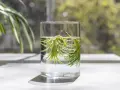 Two air plants soak in a glass of water, demonstrating how to water air plants.