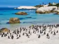 Kolonia pingwinów na piaszczystej plaży, z turkusową wodą i skalistymi wyspami koło Afryki w tle.
