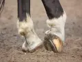 Gros plan sur les membres inférieurs d'un cheval, montrant les sabots ferrés et le pelage blanc et noir. Le cheval engorgé des 4 membres se tient sur un sol sablonneux.
