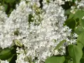 Vita syrensorter blommar i full prakt, med täta klasar av små, vita blommor och gröna blad.
