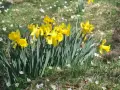Gula påskliljor blommar i gräset, omgivna av små vita blommor. Vackra, men tänk på att påskliljor giftiga.