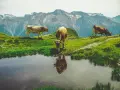 Tre mucche al pascolo in montagna vicino a uno stagno. Chissà quanti litri di acqua beve una mucca al giorno per stare così in forma!