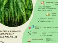 Helechos: cuidados, riego y poda. Consejos para evitar hojas amarillas y mantenerlos sanos.