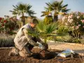 Un jardinier plante un jeune palmier, ajoutant une touche tropicale à son projet de création de jardin.