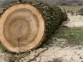 Kiedy wycinka drzew jest dozwolona? Sprawdź ważne przepisy