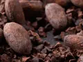 Gros plan sur des fèves de cacao et des éclats de cacao, rappelant les nombreux cacao bienfaits pour la santé.
