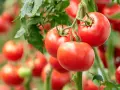 Reife, rote Tomaten hängen an einem Strauch. Die tomaten erntezeit hat begonnen und die Früchte sind bereit für die Ernte.