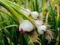 Frisch geernteter Knoblauch zieht aus der Zehe, mit Wurzeln und grünen Stielen, vor einem Hintergrund aus grünen Blättern.