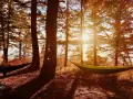 Sunlight streams through trees, illuminating two hammocks strung between them. A perfect spot to embrace how to live a simple life.