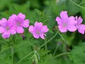 Zarte rosa Blüten von Storchschnabel Bodendecker entfalten sich im satten Grün.