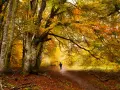 Un senderista camina por un sendero cubierto de hojas en un hayedo de otoño, rodeado de árboles con follaje dorado y naranja.