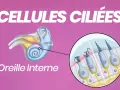 Illustration de l'oreille interne montrant des cellules ciliées avec leurs cils vibratiles, essentiels à l'audition.
