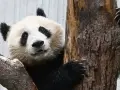 Gdzie żyją pandy? Odkryj ich królestwo w Chinach i Europie!