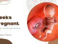 31 ssw: Ein Baby, so groß wie eine Kokosnuss, entwickelt sich im Mutterleib. Dritte Schwangerschaftswoche.