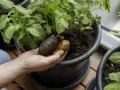 Hand håller upp färskpotatis från en hink, redo att odla potatis i hink till midsommar.