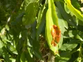 Foglie verdi di mandorlo con macchie rosse e marroni, possibili sintomi di malattie del mandorlo.