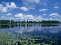 Spokojne jezioro w Polsce, z liliami wodnymi i trzcinami na pierwszym planie, odbijające błękitne niebo z białymi chmurami.