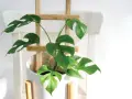 Monstera wsparta na drewnianym stelażu, pokazująca, jak podeprzeć monsterę, by pięknie rosła.