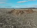 Duża kupa obornika bydlęcego leży na polu po żniwach, gotowa do użyźnienia gleby.