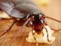 Cucaracha comiendo, un recordatorio de las enfermedades que transmiten las cucarachas.