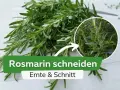 Frischer Rosmarin wird geerntet und geschnitten. Ein Kreis zeigt Nahaufnahme der Nadeln.