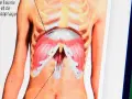 Anatomie du diaphragme, montrant les muscles et les structures adjacentes. Une douleur au diaphragme peut affecter la respiration.