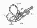 Anatomia ucha wewnętrznego: kanały półkoliste, łagiewka, woreczek i nerw przedsionkowy. Pomocne w leczeniu zawrotów głowy, np. przy stosowaniu Betaserc 24.