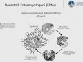 Ciclo vitale di nematodi entomopatogeni: i juvenil entrano nell'ospite, rilasciano batteri, l'insetto muore e i nematodi si sviluppano.
