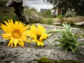 Två solrosor, Helianthus annuus, ligger på en sten. En knopp syns till höger.