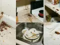 Una plaga de cucaracha oriental en casa. Se ven en esquinas, encimeras sucias, estantes y en un fregadero con platos sucios.