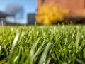 Erba verde brillante, appena trattata con diserbante antigerminello, con gocce di rugiada e sfondo sfocato di casa e alberi.